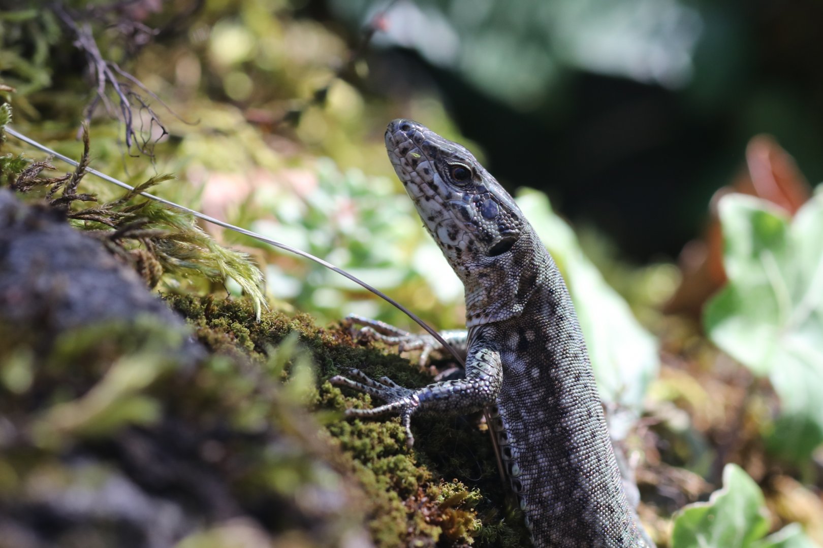 Common wall lizard