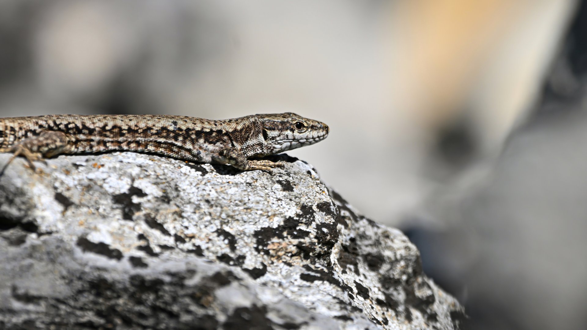 Common wall lizard