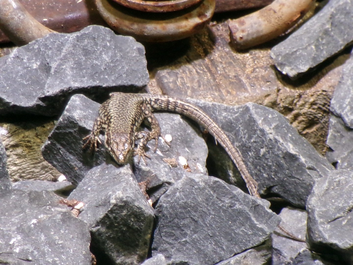 Common wall lizard