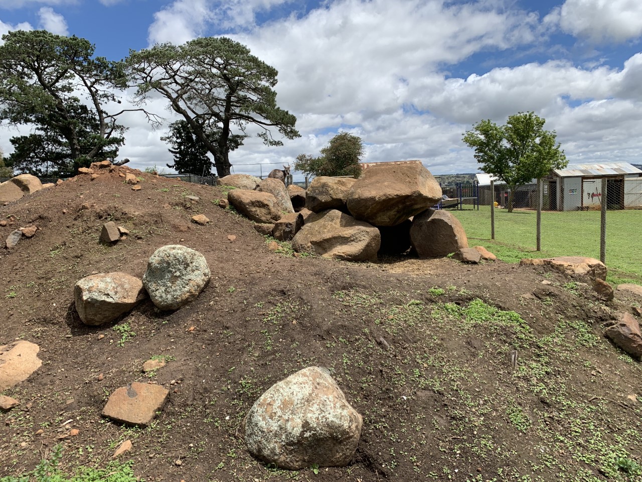 Common Wallaroo Enclosure