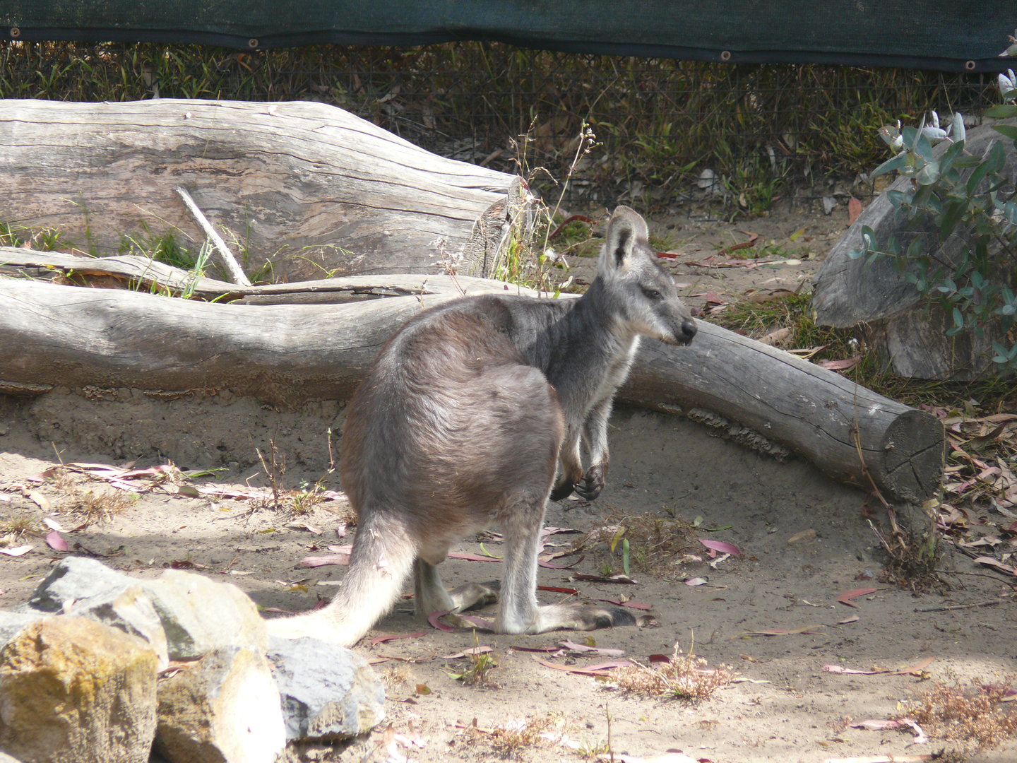 Common Wallaroo - July 8th 2023
