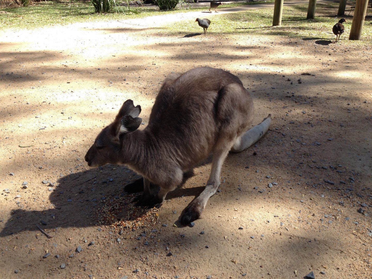 Common Wallaroo (Macropus robustus)