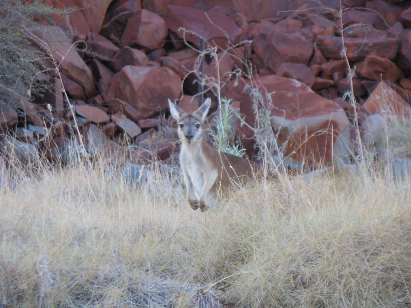 Common Wallaroo (Macropus robustus)
