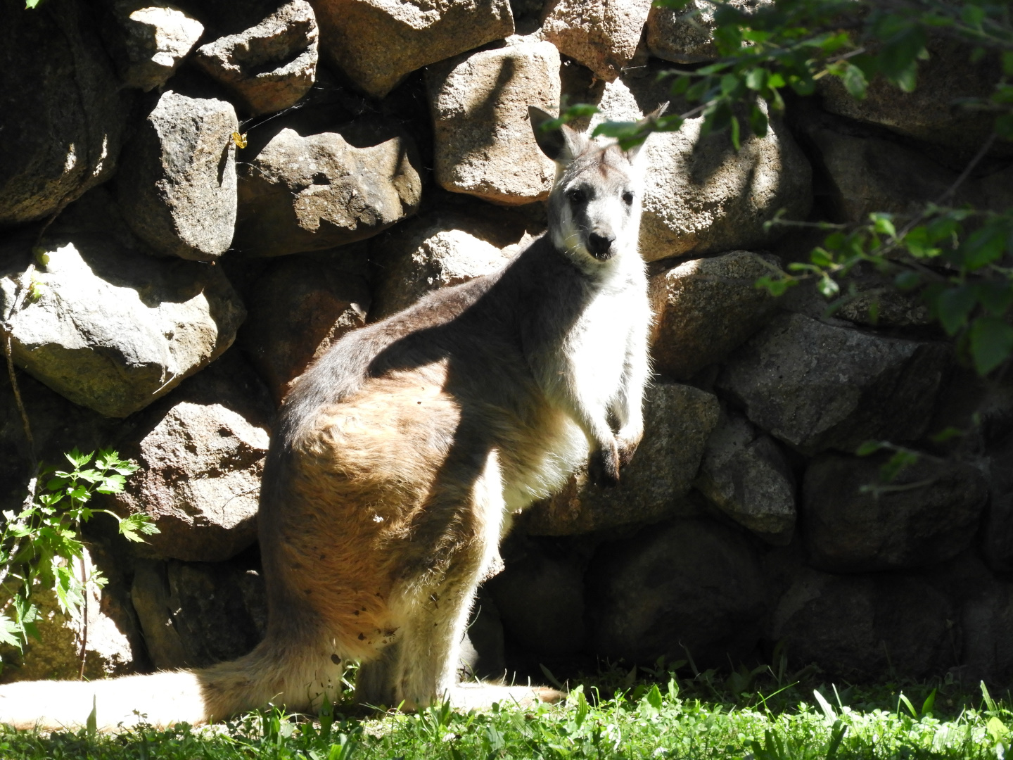 Common Wallaroo (Macropus robustus)