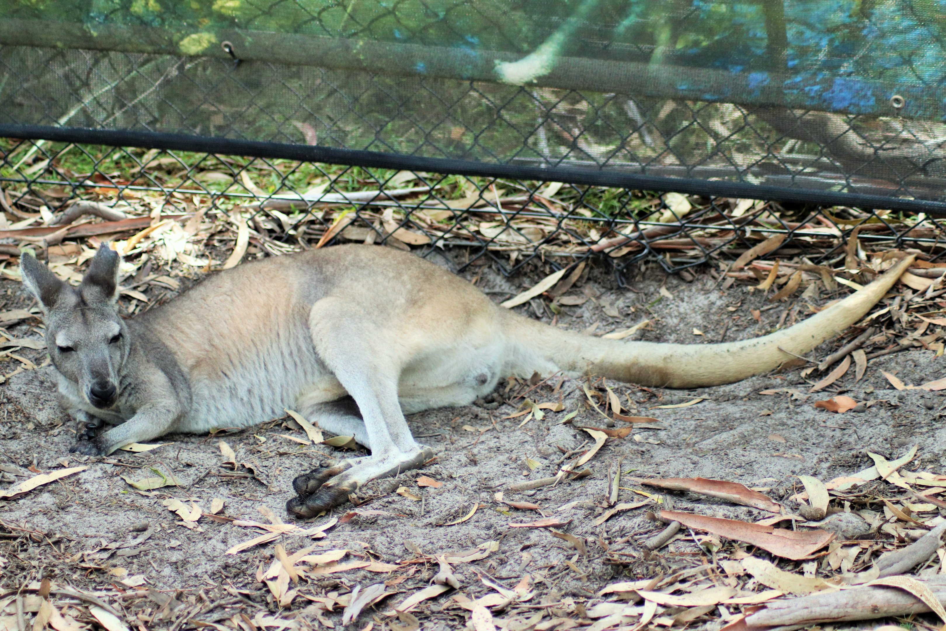 Common Wallaroo (Macropus robustus)