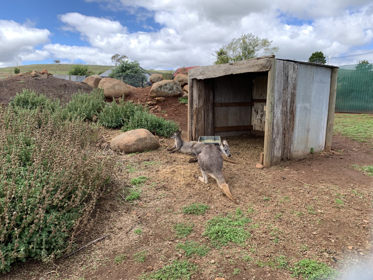 Common Wallaroo (Macropus robustus)
