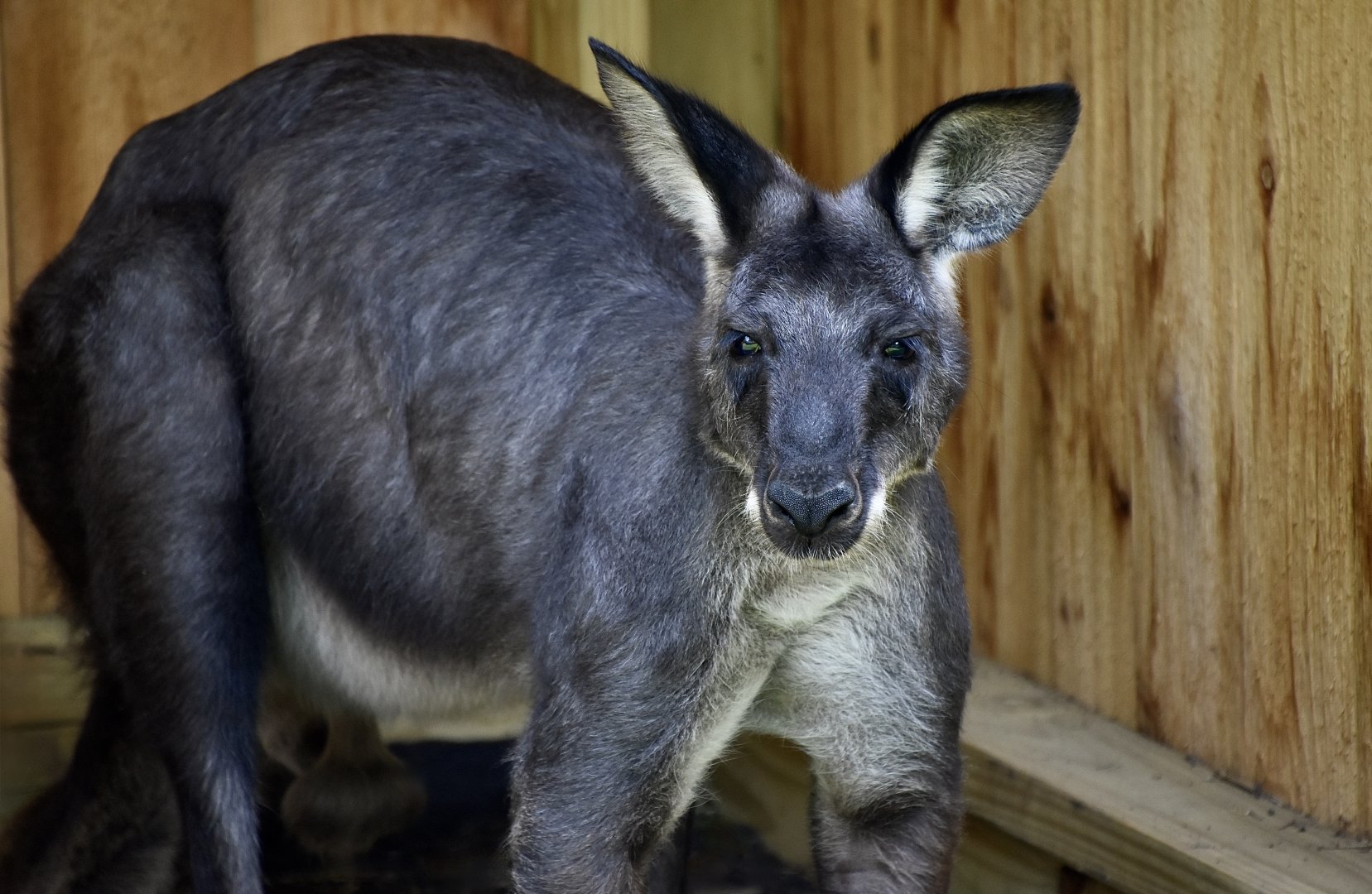 Common Wallaroo (Osphranter robustus) dark-furred male