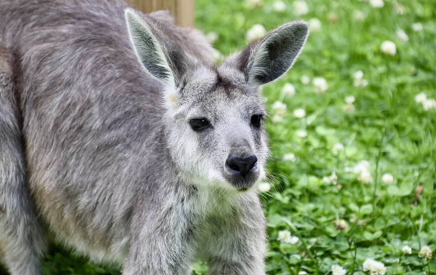 Common Wallaroo (Osphranter robustus) female
