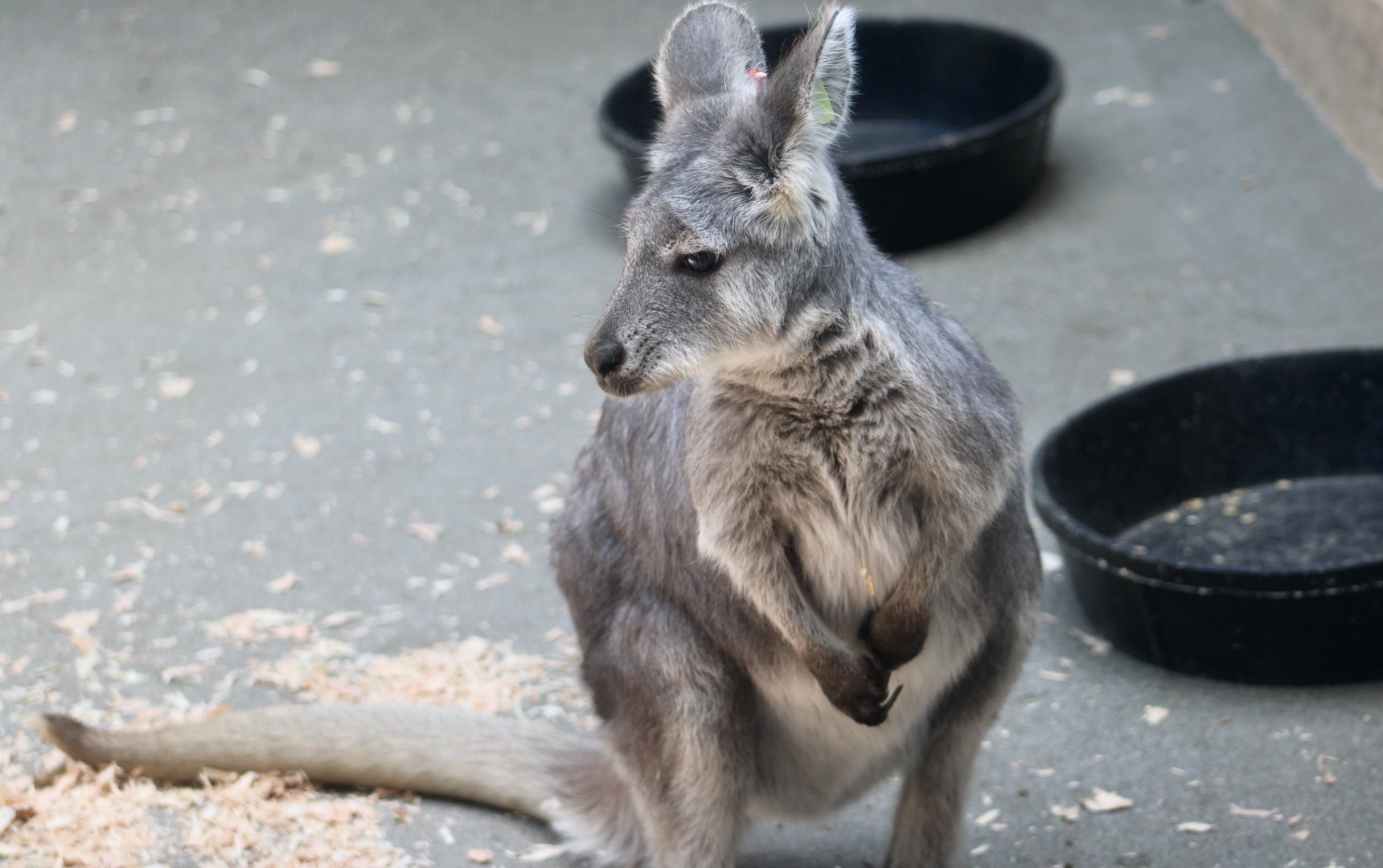 Common Wallaroo (Osphranter robustus robustus)