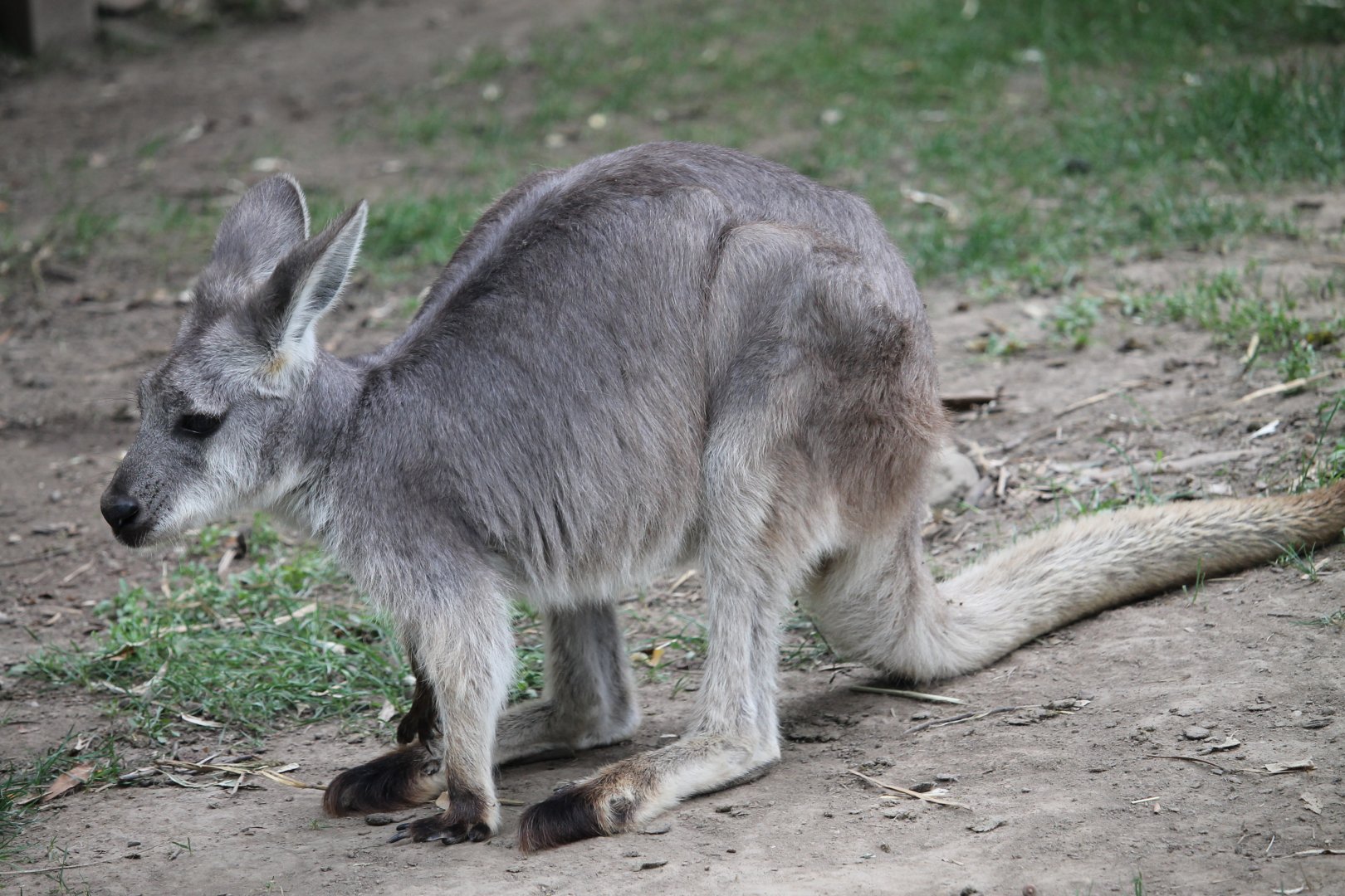 Common wallaroo (Osphranter robustus)