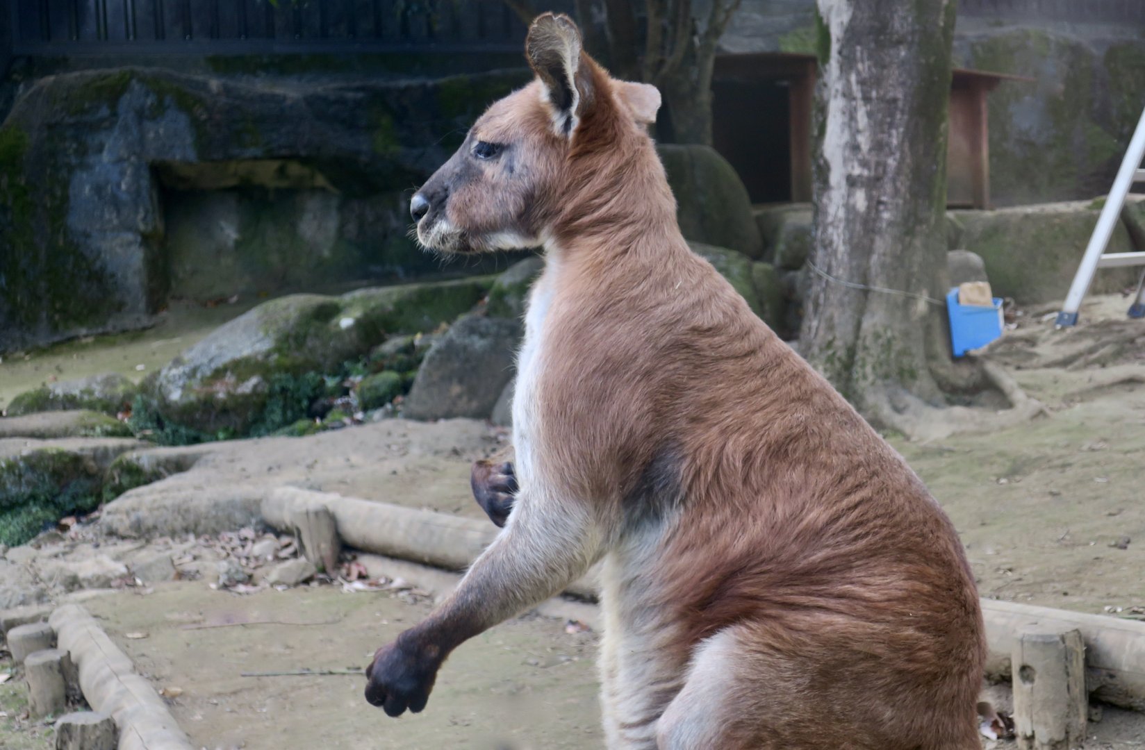 Common Wallaroo (Osphranter robustus)