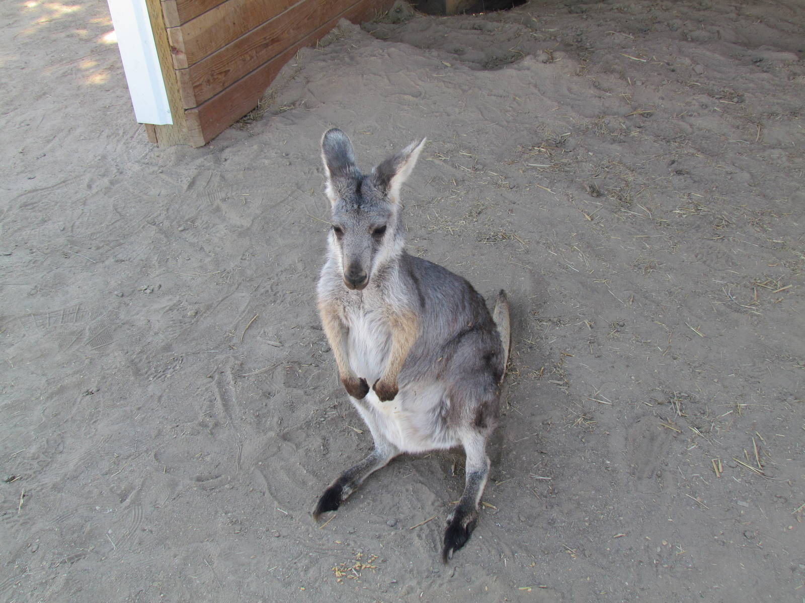 Common Wallaroo