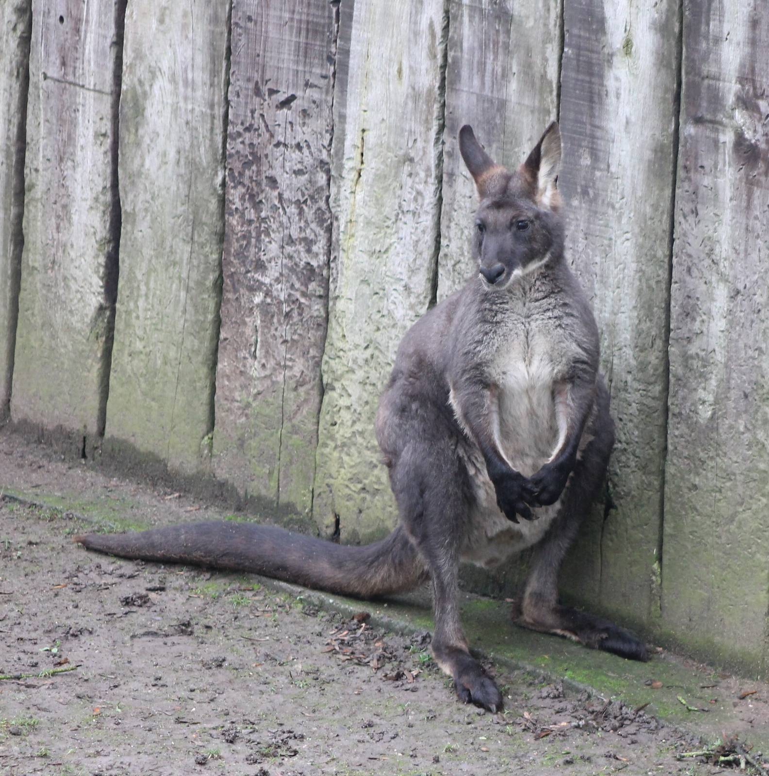 Common wallaroo
