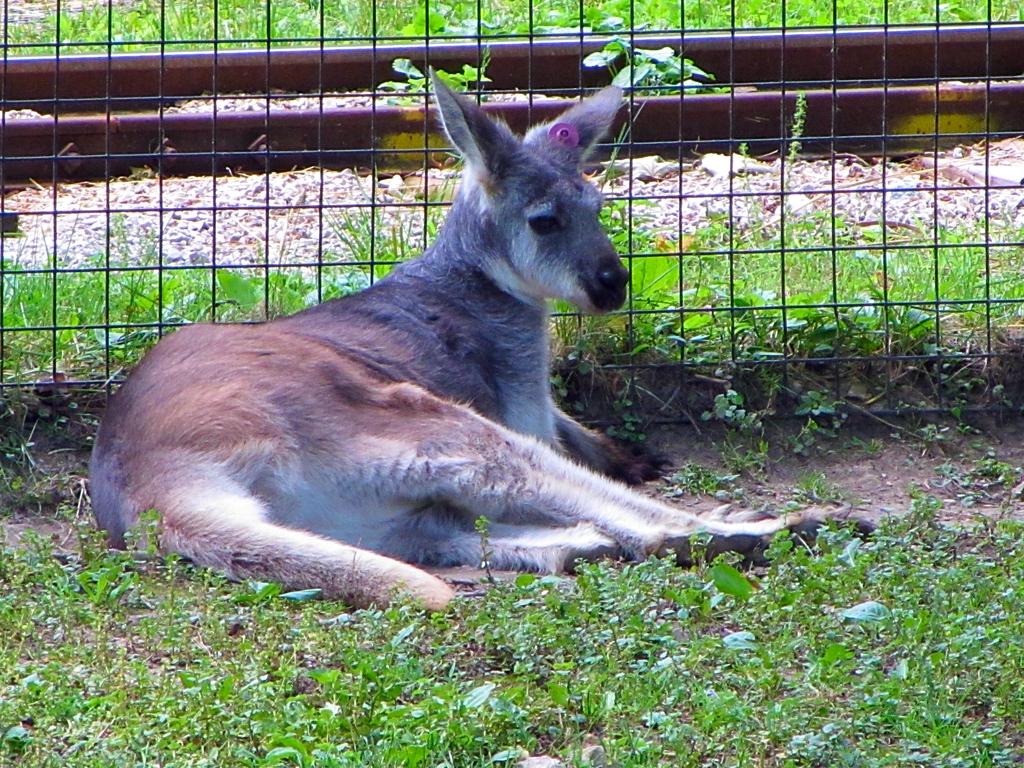 Common Wallaroo