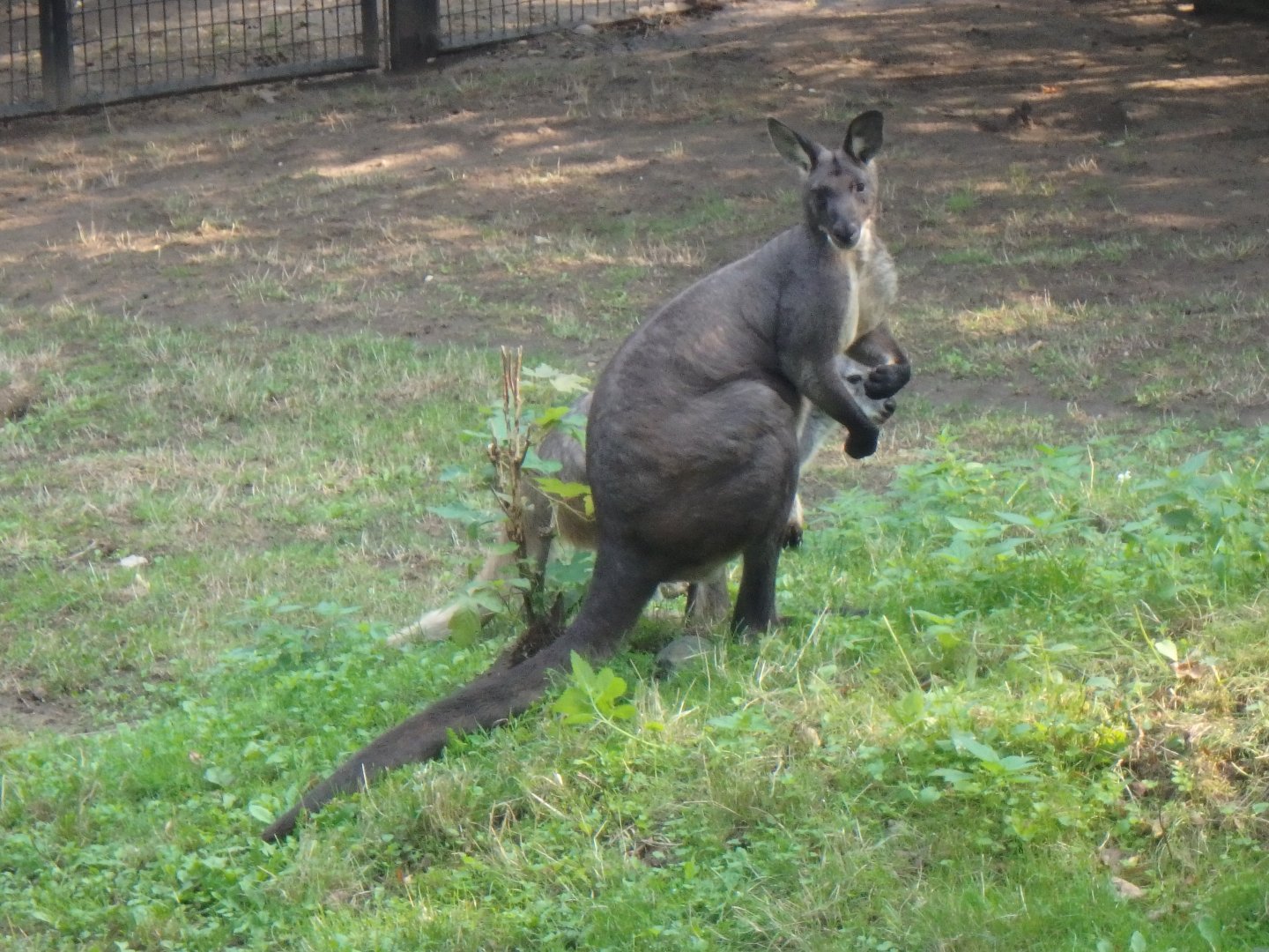 Common wallaroo