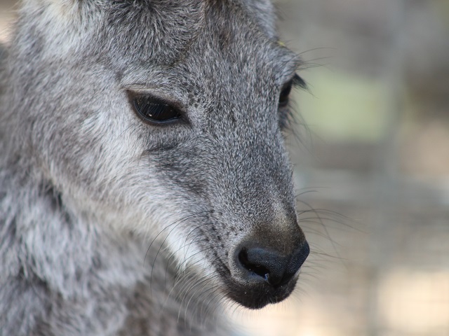 Common Wallaroo