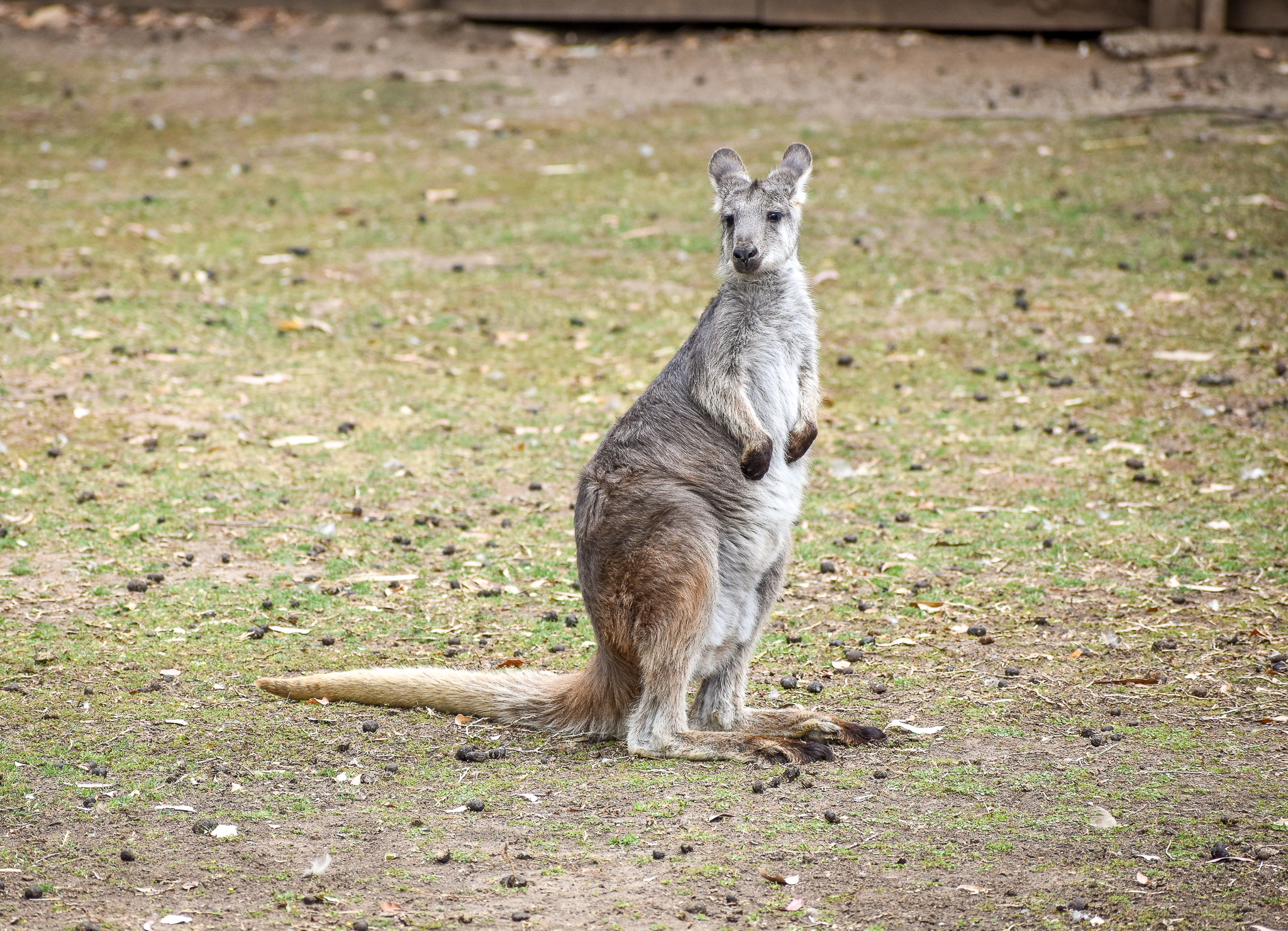 Common Wallaroo