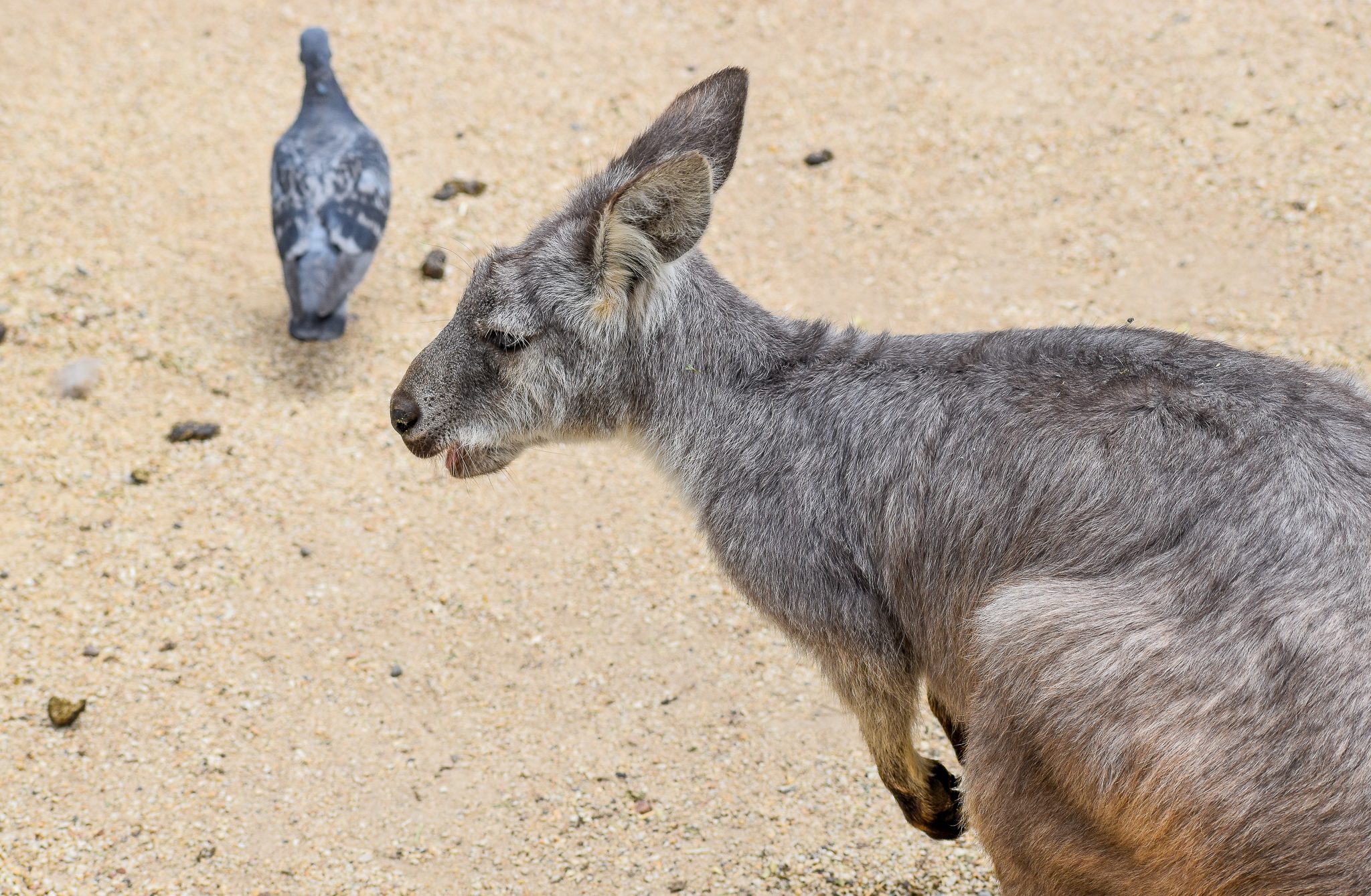Common Wallaroo