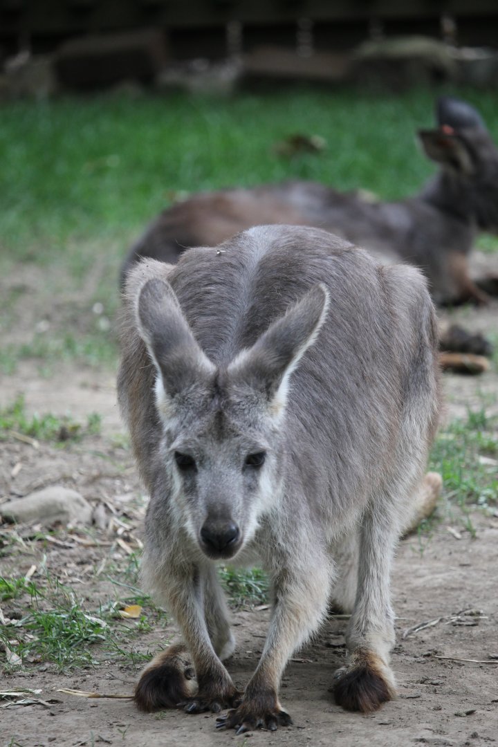 Common wallaroo