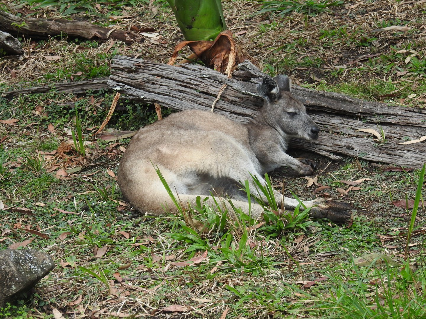 Common Wallaroo