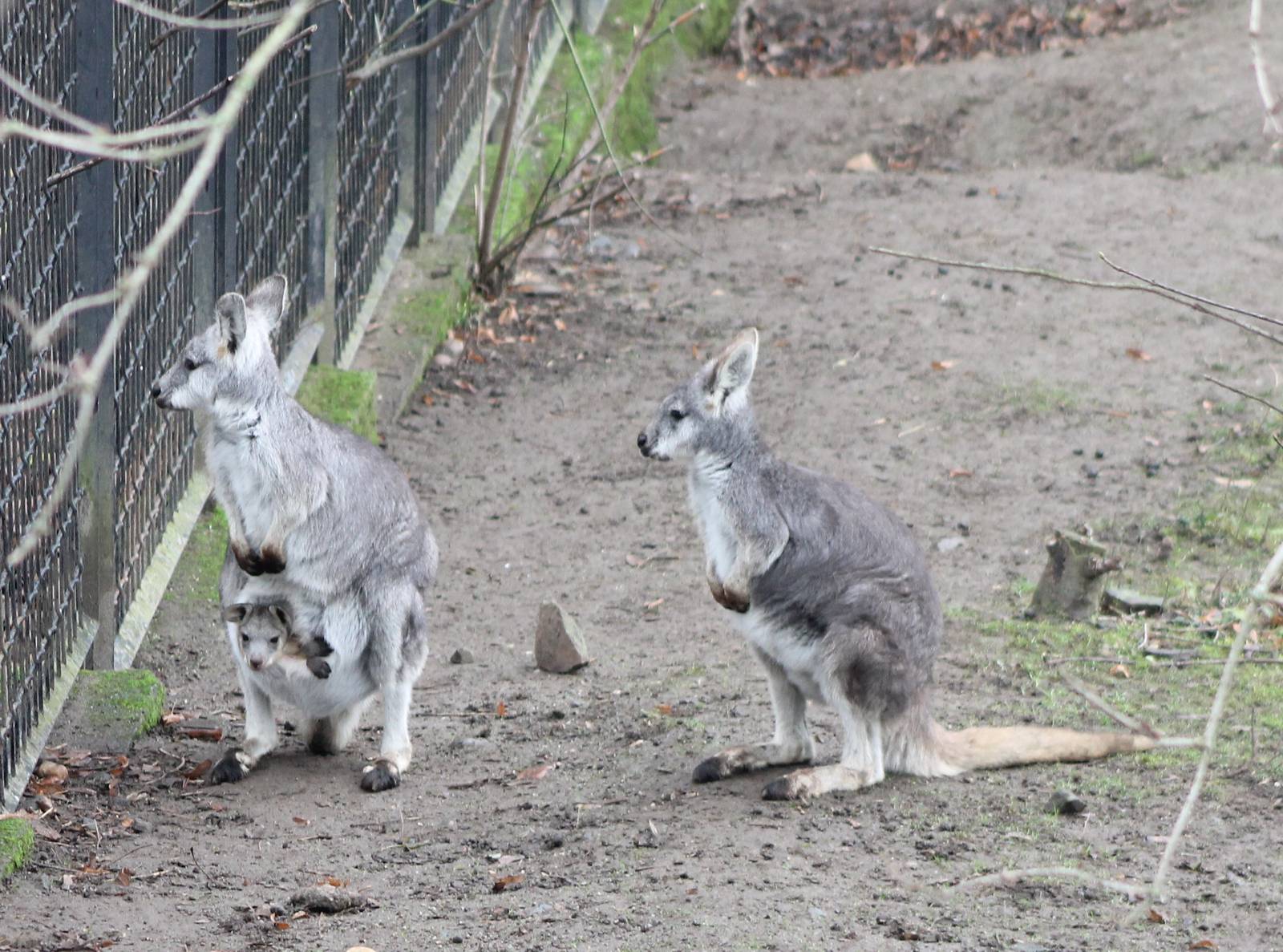 Common wallaroos with baby