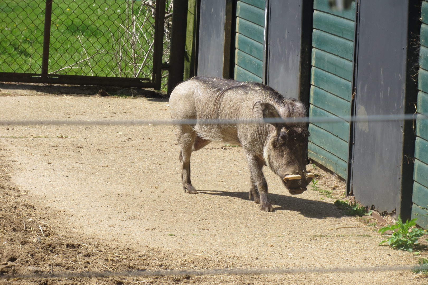 Common warthog 110519