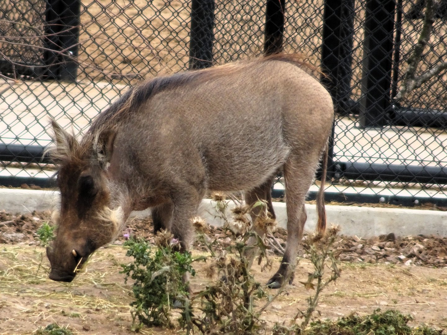 Common Warthog 6 September 2025