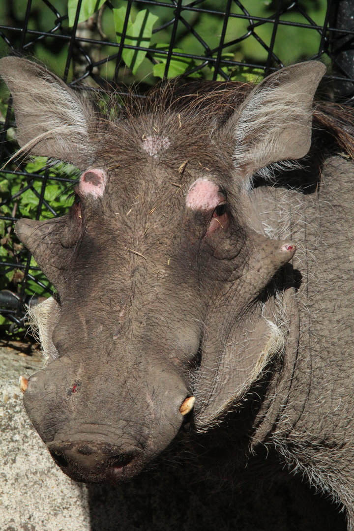 Common Warthog- 7th August 2023