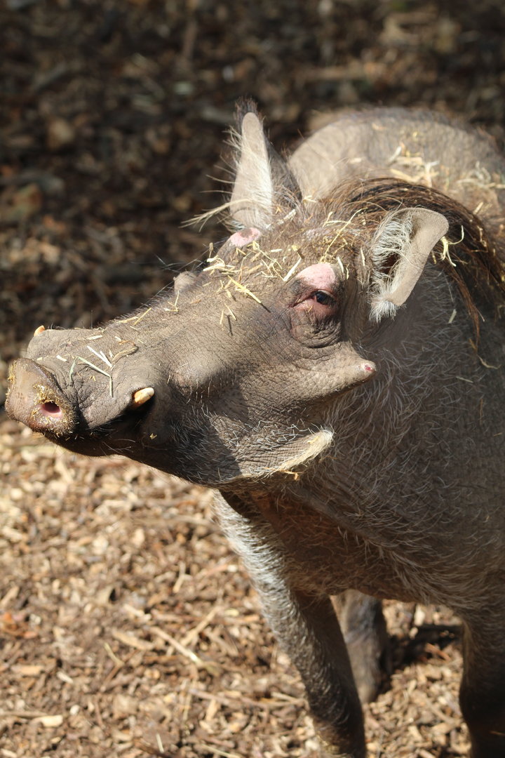 Common Warthog- 7th August 2023