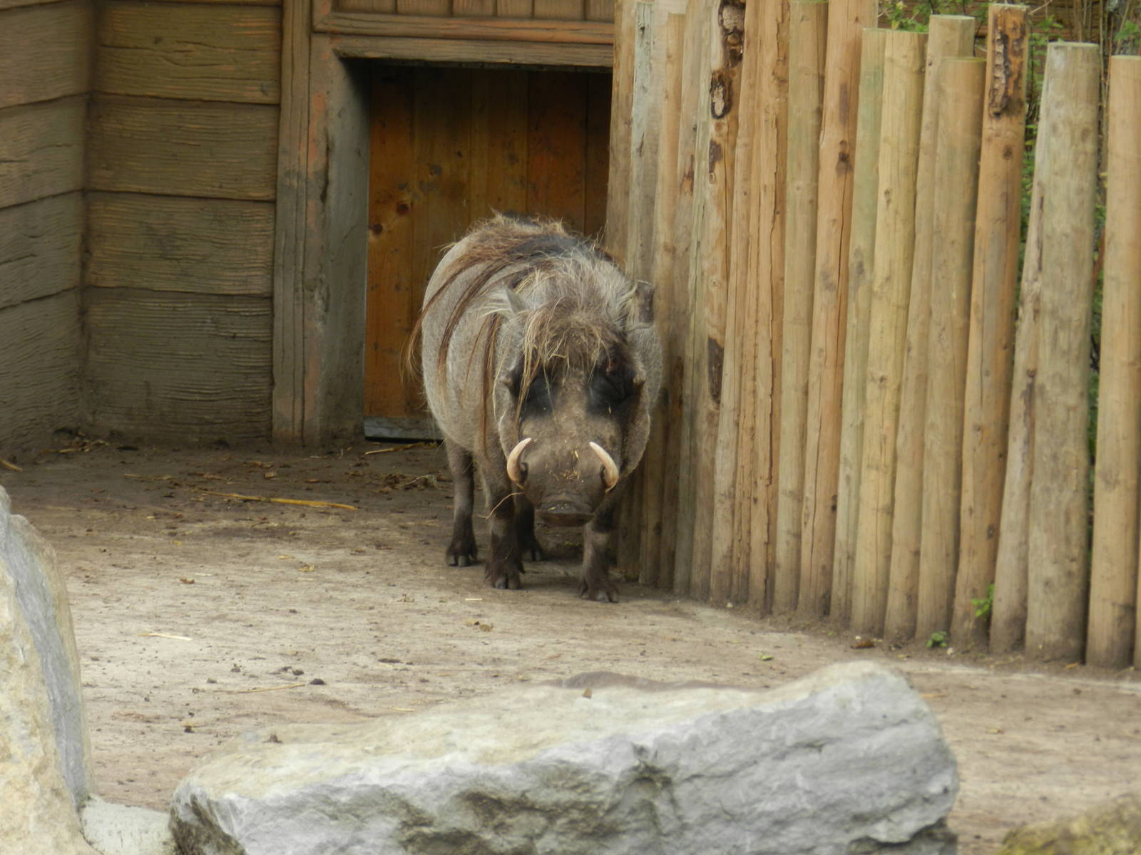 Common Warthog at Flamingo Land - 14/10/2012