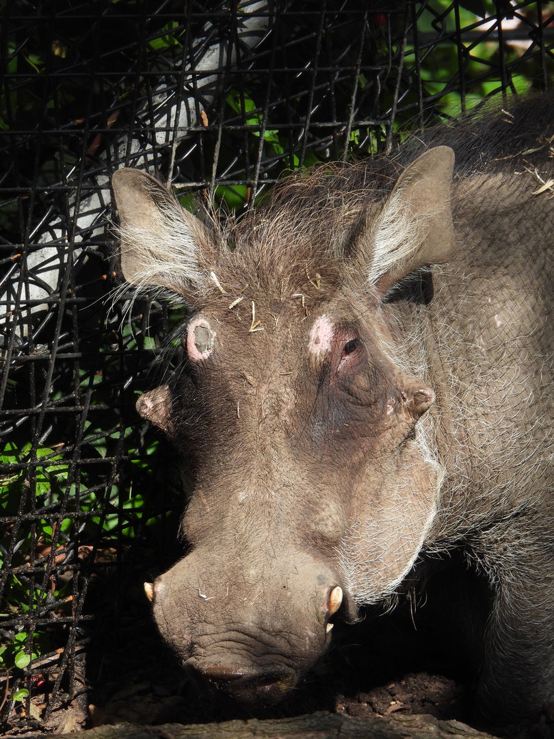 Common Warthog- August 2023