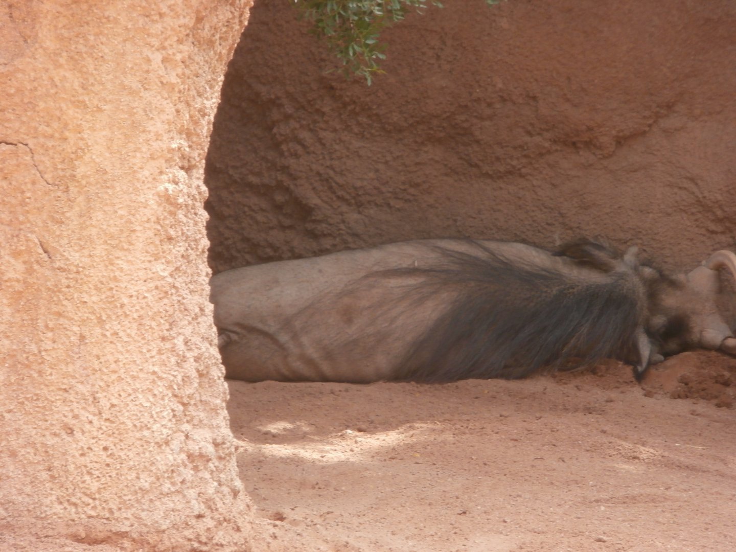 Common warthog -Bioparc Valencia (Summer 2017)