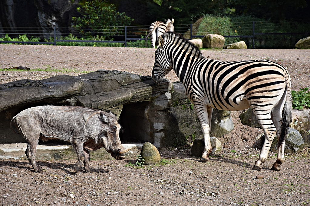 Common warthog & Chapman's zebra