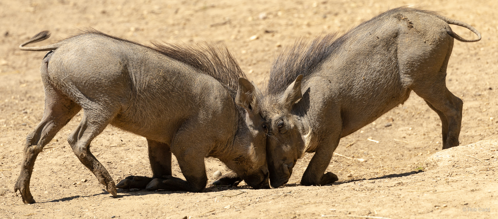 Common warthog : Colchester Zoo : 21 Jun 2024
