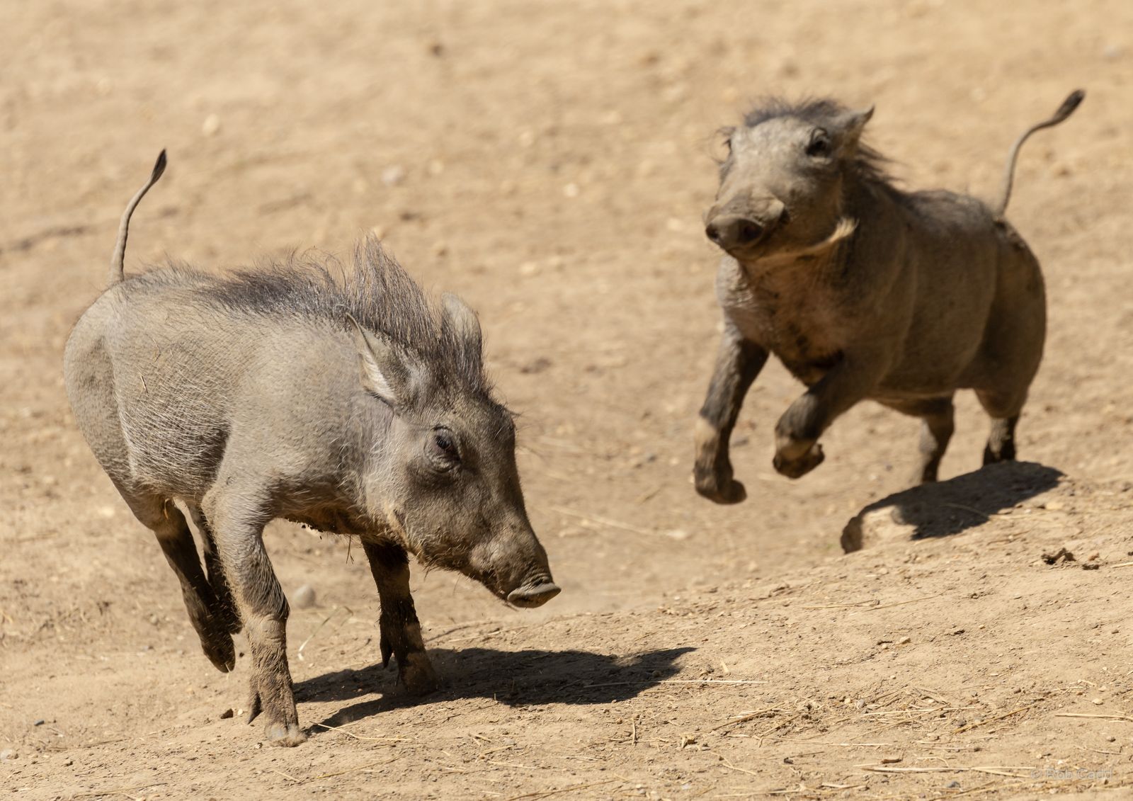 Common warthog : Colchester Zoo : 21 Jun 2024