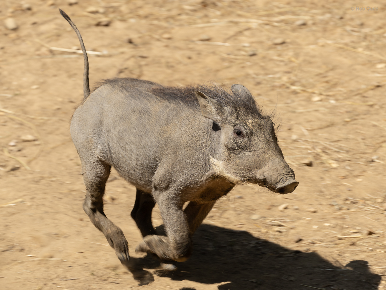 Common warthog : Colchester Zoo : 21 Jun 2024