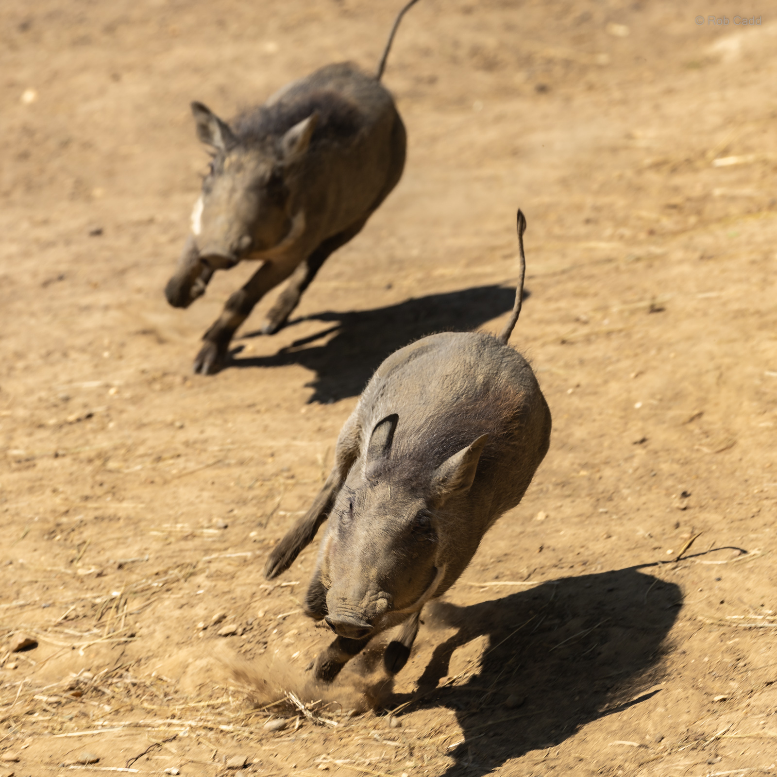 Common warthog : Colchester Zoo : 21 Jun 2024