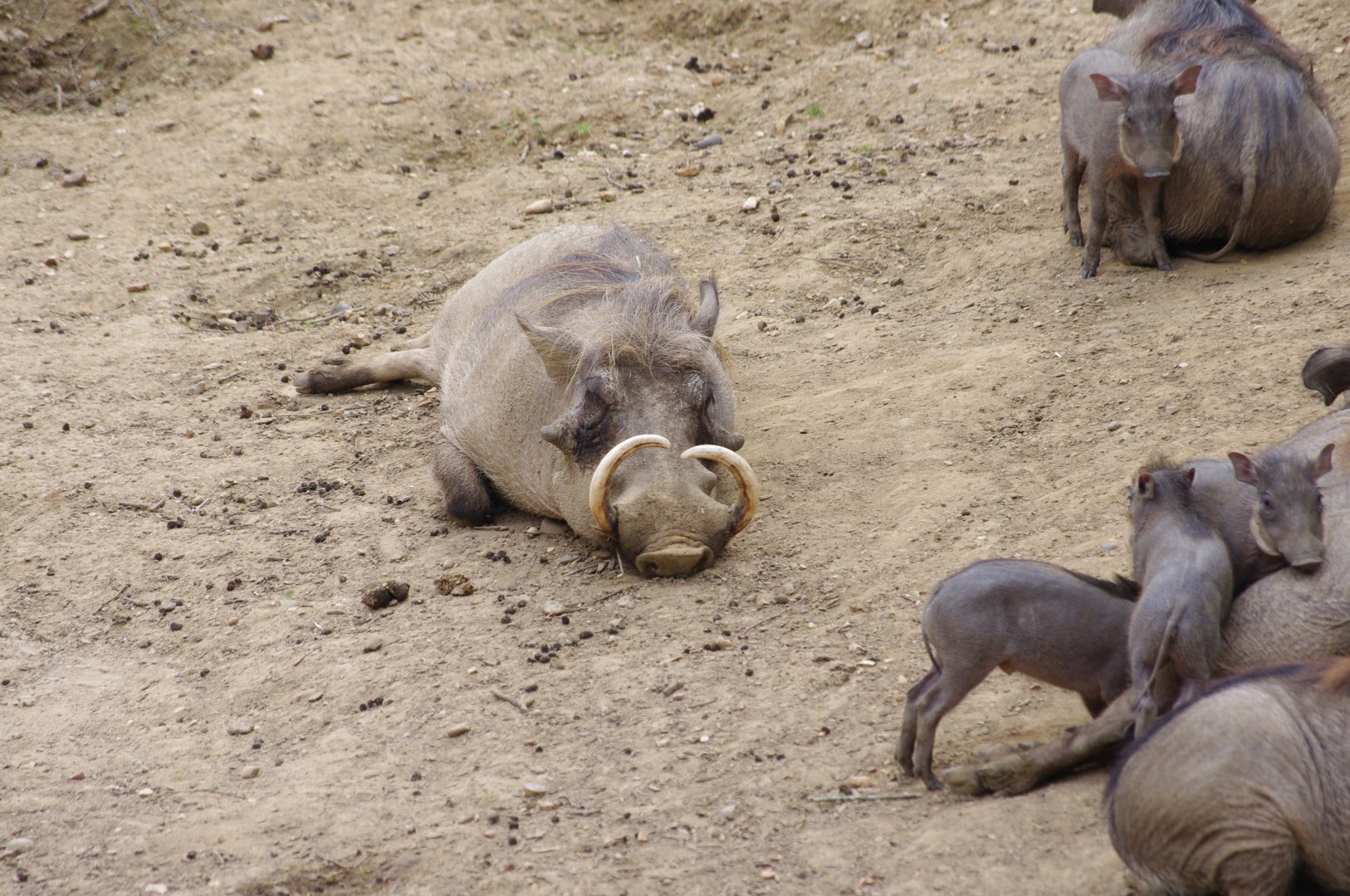 Common Warthog dad- 11/4/2024