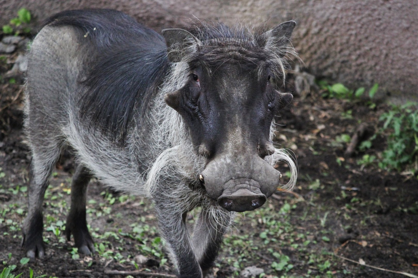 Common Warthog, Detroit Zoo