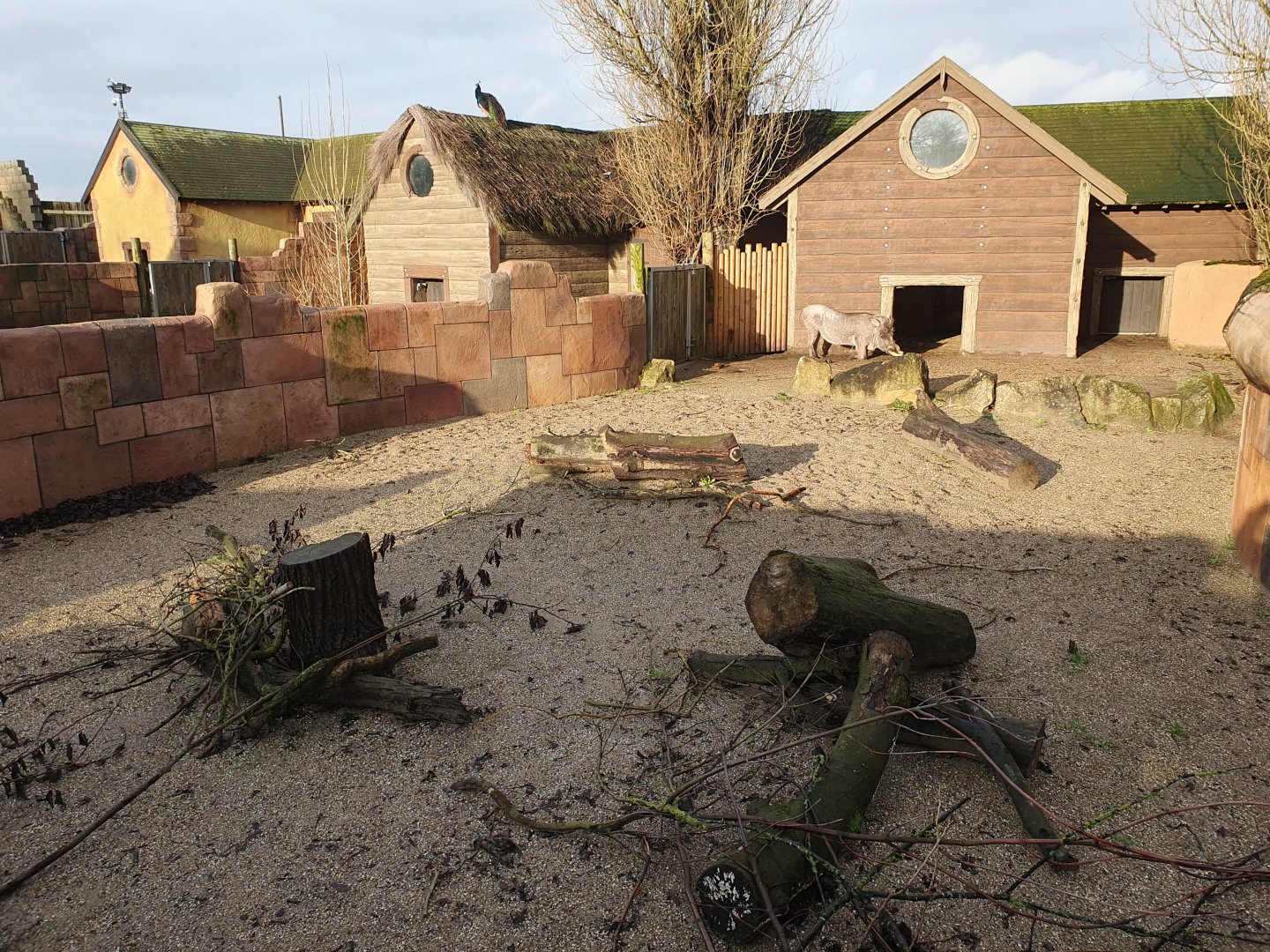 Common Warthog enclosure 3/1/24