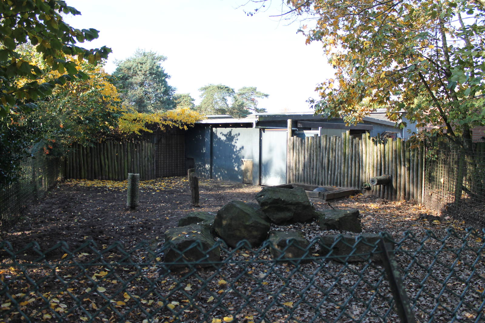 Common warthog enclosure