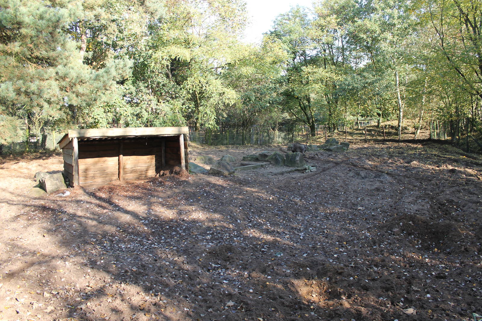 Common warthog enclosure