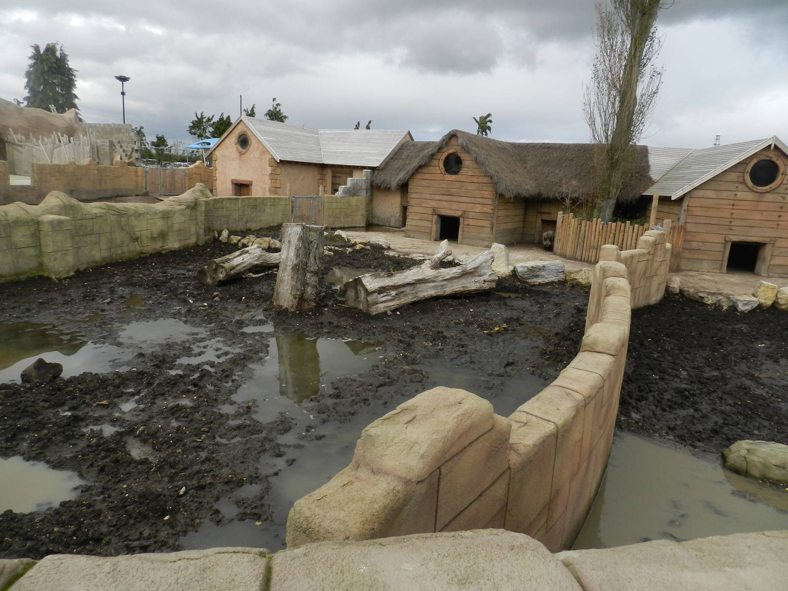 Common Warthog Exhibit at Flamingo Land - 14/10/2012