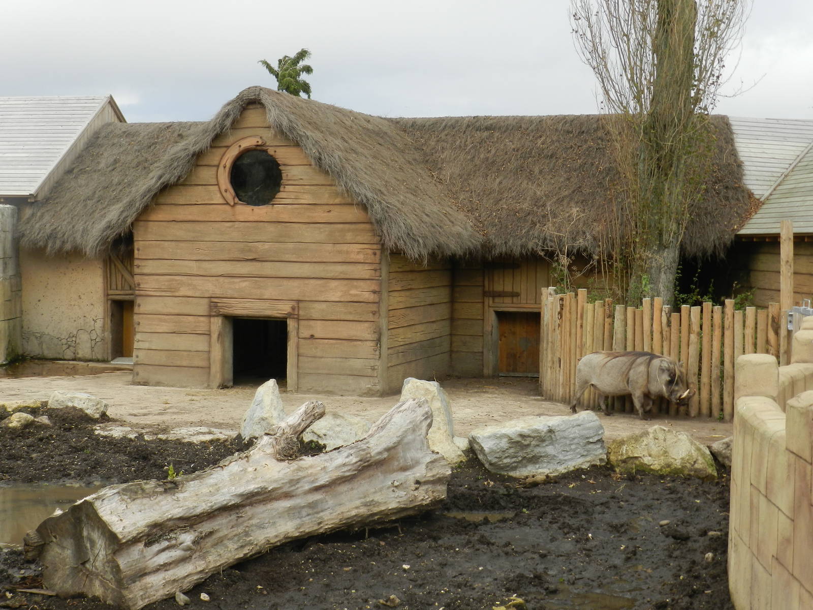 Common Warthog Exhibit at Flamingo Land - 14/10/2012