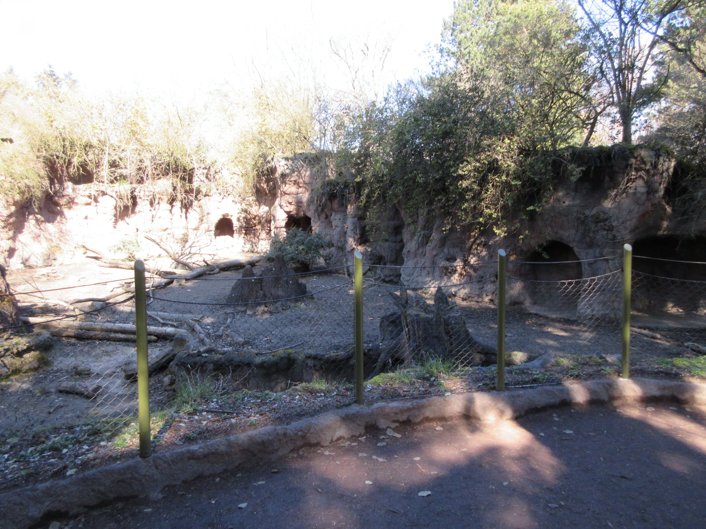 Common Warthog Exhibit (New Fencing)