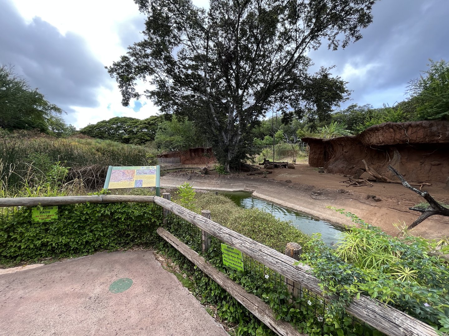 Common Warthog Exhibit