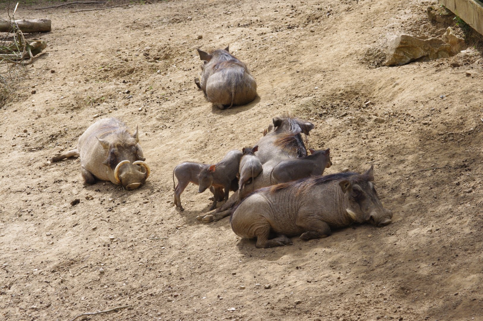 Common Warthog family- 11/4/2024