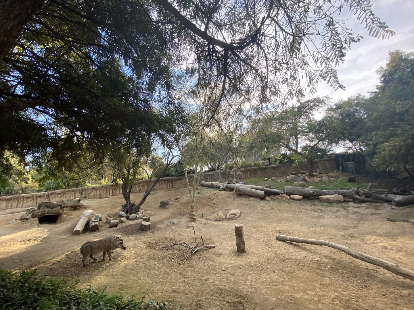 Common Warthog Habitat - African Outpost