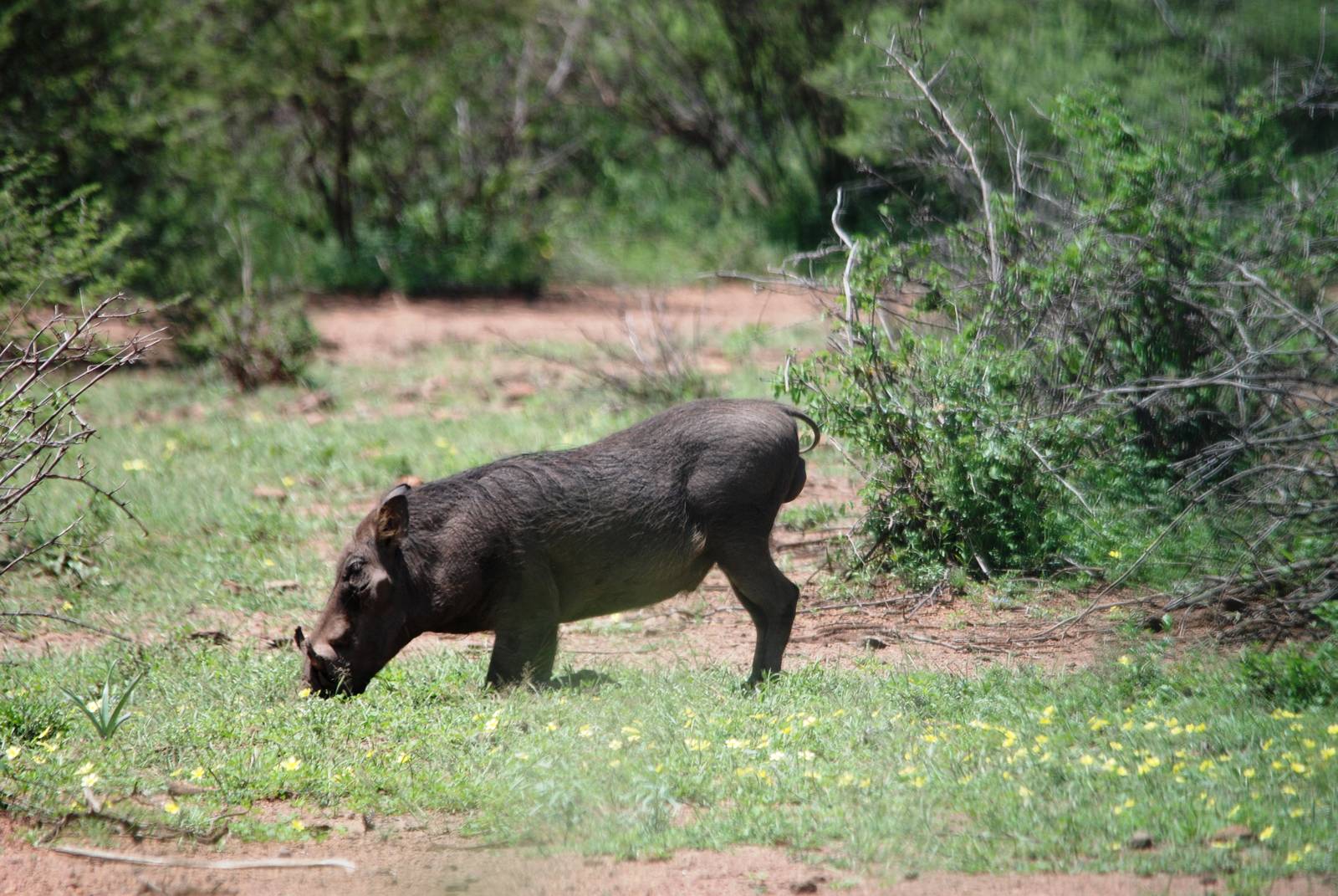 Common Warthog in Awash NP, 12/10/14