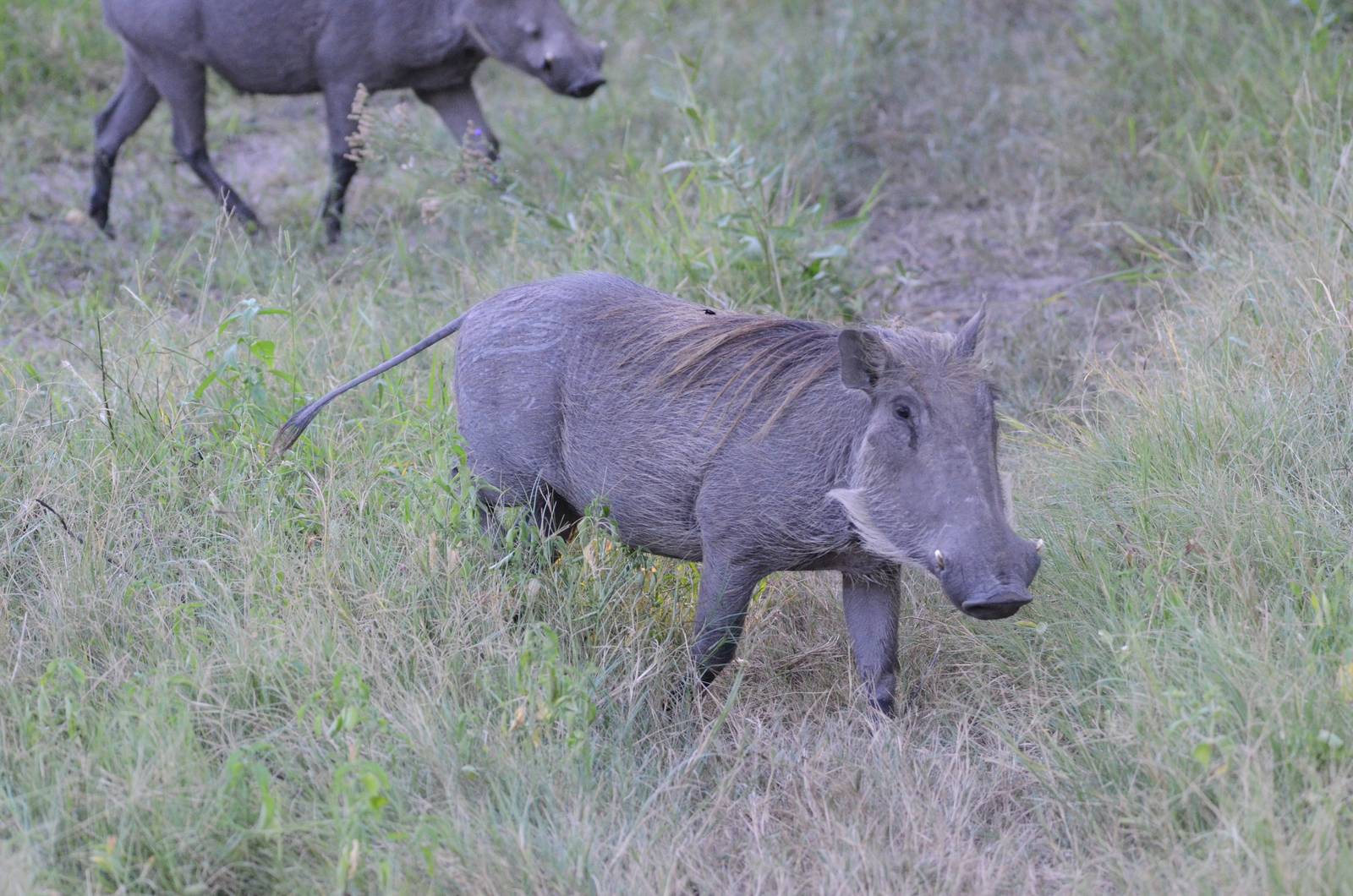 Common Warthog, Khwai Community Area, Botswana, 25/04/16